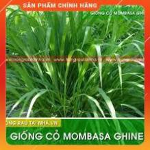 Hạt giống cỏ Mombasa ghine - cỏ sả lá lớn nhập nguyên túi của Thái Lan ( gói 500g)