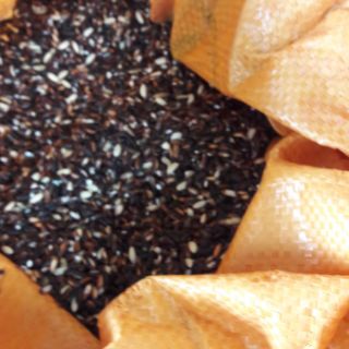 Gạo nếp cẩm Điện Biên