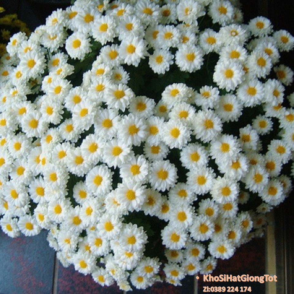 Gói 50 Hạt Giống Hoa Cúc Chi Trắng - 60cm Shasta (Chrysanthemum)