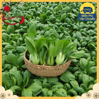 Hạt Giống Cải Chít