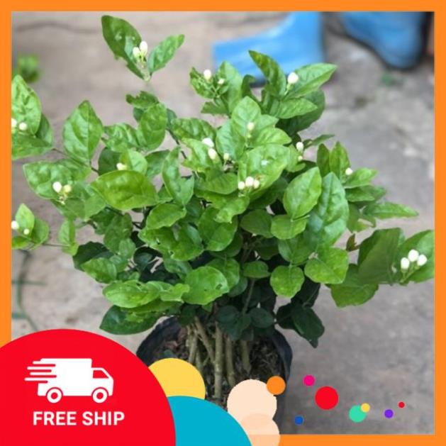 Cây hoa nhài - hoa lài cao 30-40 cm (ảnh thật số) hoa nở quanh năm - Ảnh Thật [Giống Châunr]