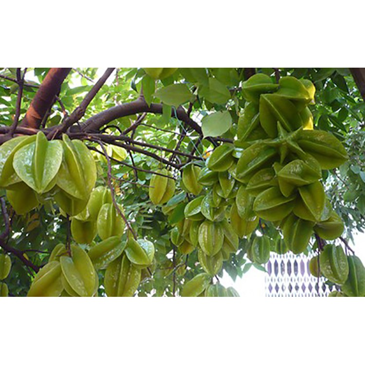 Cây khế đang hoa - Ngũ liêm tử - Coromandel goose-berry - Trang Flower