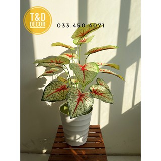 CÂY MÔN CẢNH 60CM - CÂY GIẢ