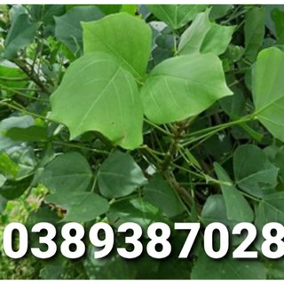 lá vông tươi, 1kg