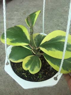 CẨM CÙ TIM VÀNG
