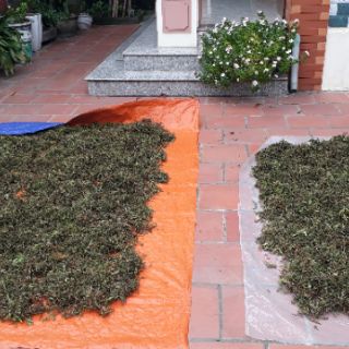 COMBO 2 GỐI ĐINH LĂNG NGƯỜI LỚN KT 40×60