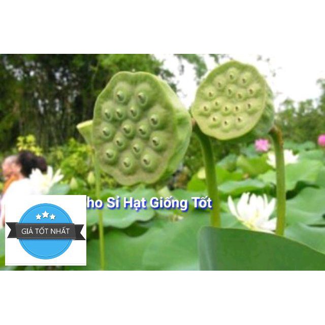 Gói 5 hạt giống sen bách diệp - sen quan âm mix 5 màu: đỏ, tím, vàng, trắng, hồng ĐẾN MÙA TRỒNG TẾT