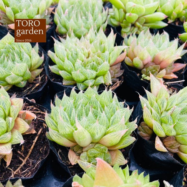 Sen đá dạ quang Đà Lạt size bé cây cảnh trang trí nhà cửa Toro garden