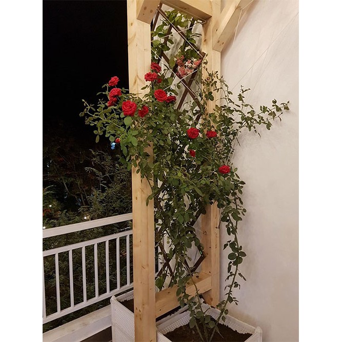 Chậu trồng hoa hồng ghép thông minh mầu  trắng rộng 35cm cao 42cm