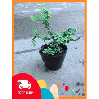 Linh Sam Núi Bonsai
