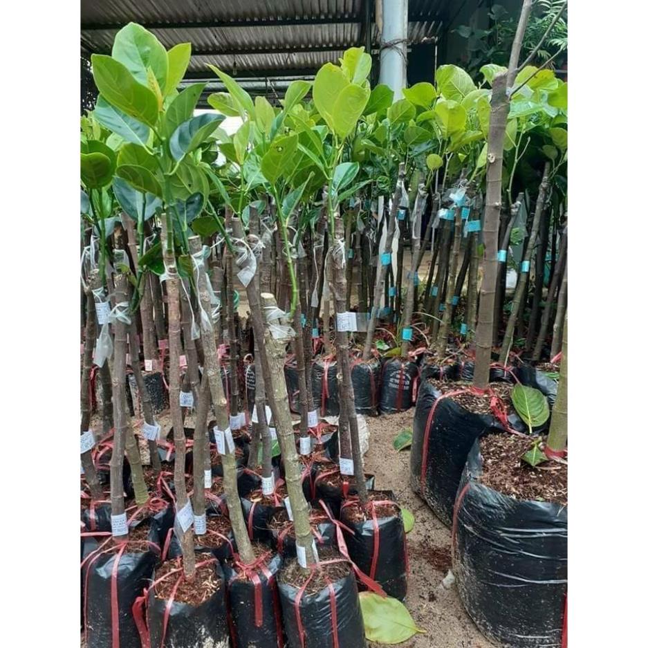 CÂY MÍT THÁI ruột đỏ ra quả sớm