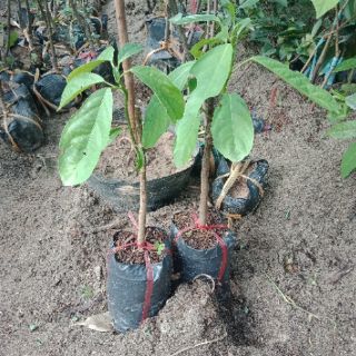 Cây giống bòn bon