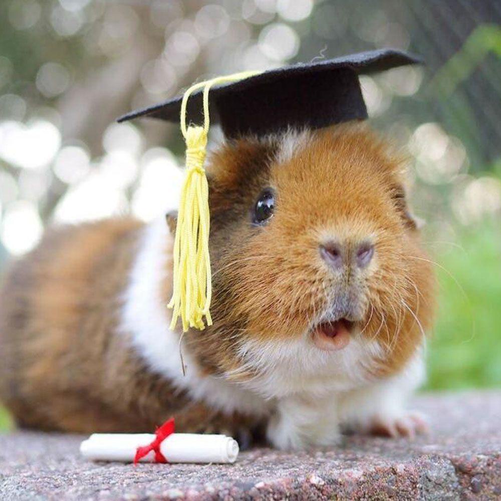 NIUYOU Set 6 Mũ Tốt Nghiệp Mini Phối Tua Rua DIY Dành Cho Búp Bê