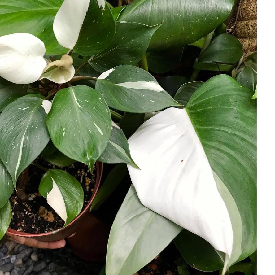 Áo Thun Trắng In Hình Hiệp Sĩ Philodendron Thời Trang