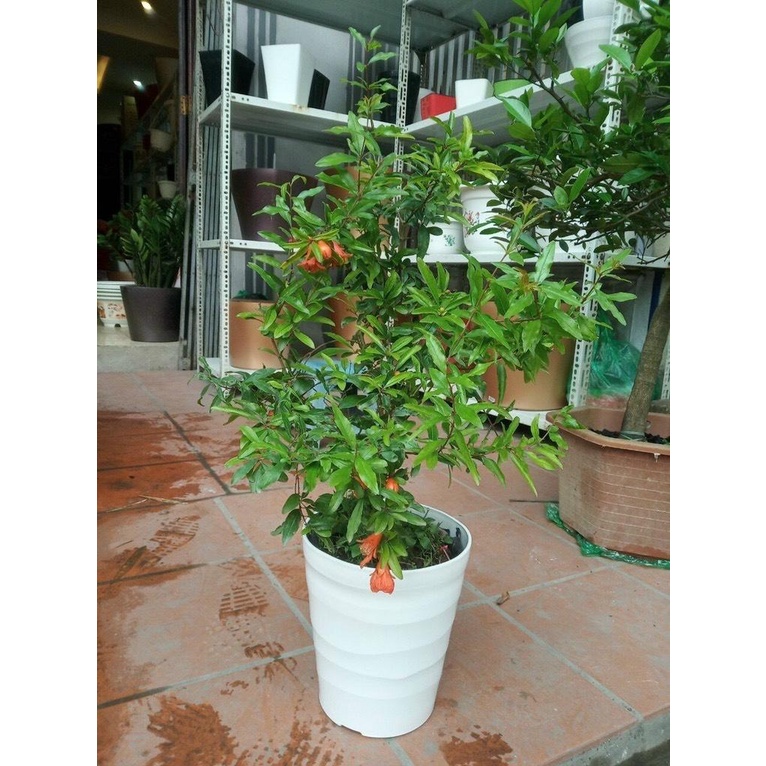 Chậu sóng cao 20x14x22 cm