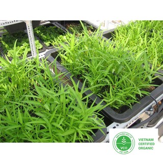 100g hạt giống rau muống thuthuy
