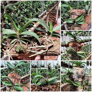 Hoa Lan Đai Châu ghép gỗ mẫu mới, độc lạ