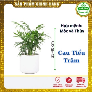 Cây Phong thủy Cau tiểu trâm - Tặng kèm sỏi trắng