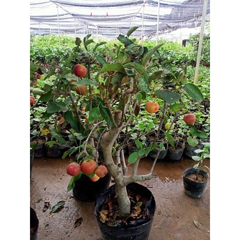 Cây giống táo đỏ lùn F1 đang quả chi chít - Tặng phân bón và hướng dẫn sử dụng khi mua cây