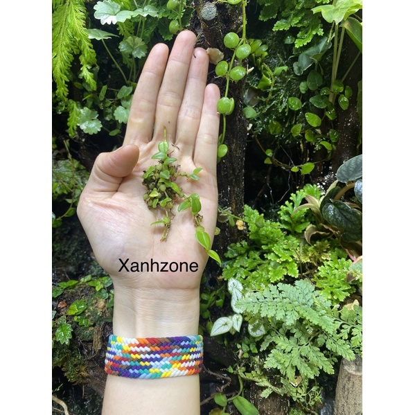 dây leo, dây leo tường terrarium, non bộ, bán cạn.