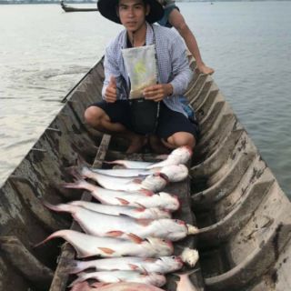 Mồi câu cá Cám Bình Đồng Tháp