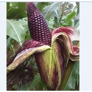 Hạt giống ngô nếp tím gói 100gr  ( trên 300 hạt )