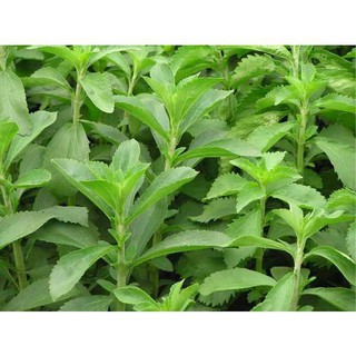 hạt giống cỏ ngọt f1