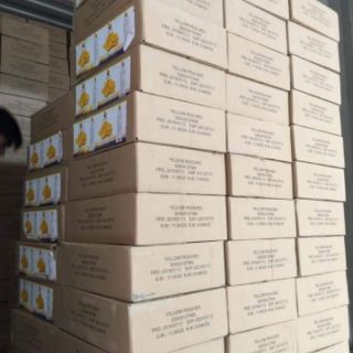 Đào miếng núi vàng