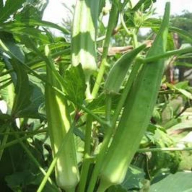 Hạt giống đậu bắp xanh