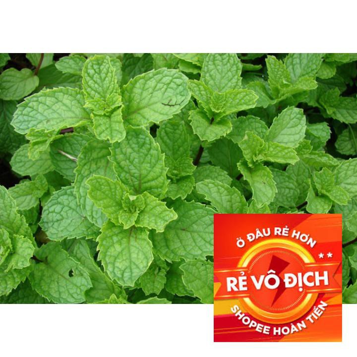 100h hạt giống rau húng bạc hà - húng lủi ( Mentha arvensis ) TRỢ GIÁ