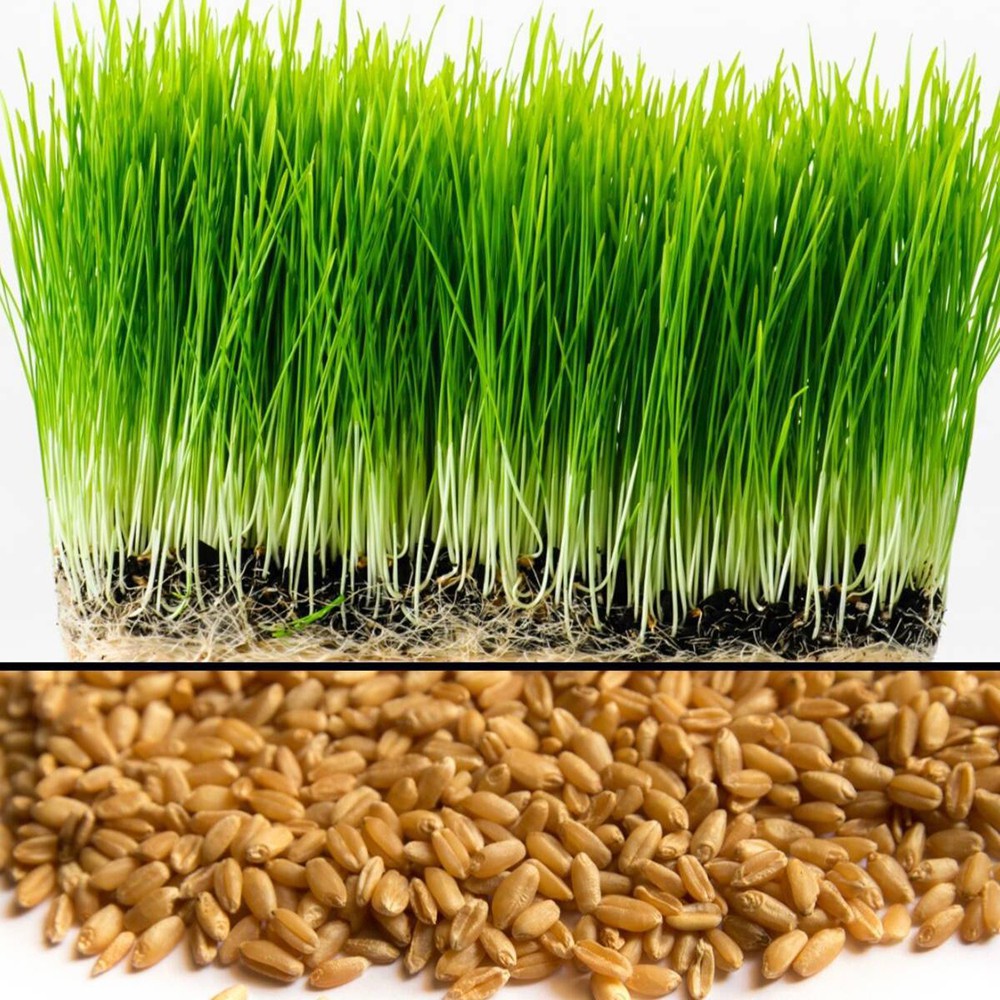 Hạt Giống Cỏ Lúa Mì (Mầm Lúa Mạch) Dễ Trông, Thơm Ngon Gói 100gr (Hàng Loại 1)