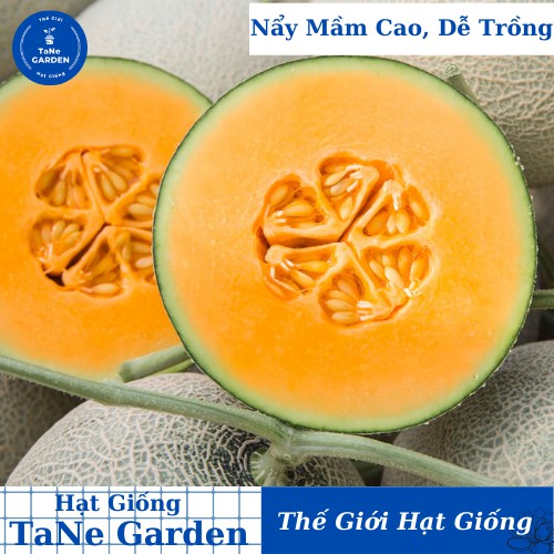 Hạt Giống Dưa Lưới Ruột Đỏ Cam Ngọt 15 Hạt  - TaNe Garden