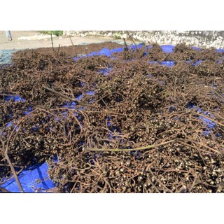Hạt Mắc Khén Tây Bắc 250g