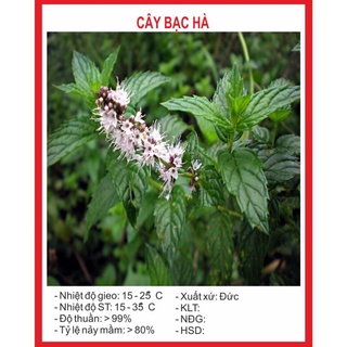Hạt giống cây Bạc Hà 100 Hạt hạt giống bốn mùa