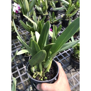 Phong Lan Catleya mini trắng tím