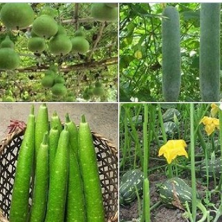 Combo 4 gói hạt giống bầu bí các loại