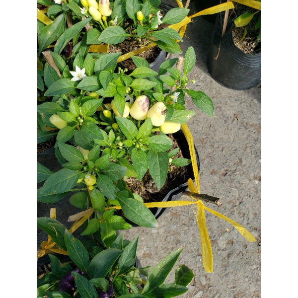 Cây Ớt Cảnh