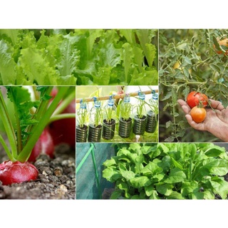 HẠT GIỐNG CÁC LOẠI RAU CẢI - 1 Gói