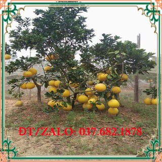 giống cây ăn quả bưởi diễn + Tặng (0,3kg) phân hữu cơ cao cấp