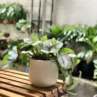 Cây Trầu Bà Lụa để bàn (Cây Scindapsus pictus Exotica)