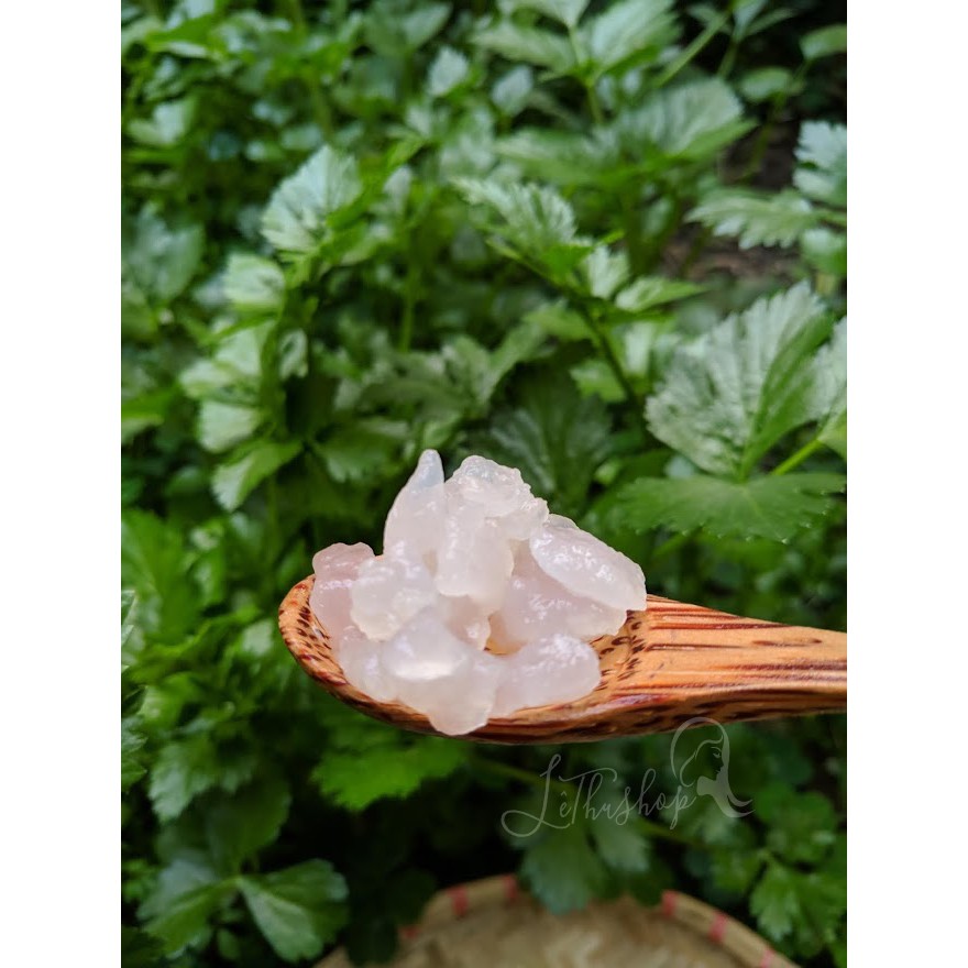 Nấm nước kefir (Water kefir, TIBICOS)