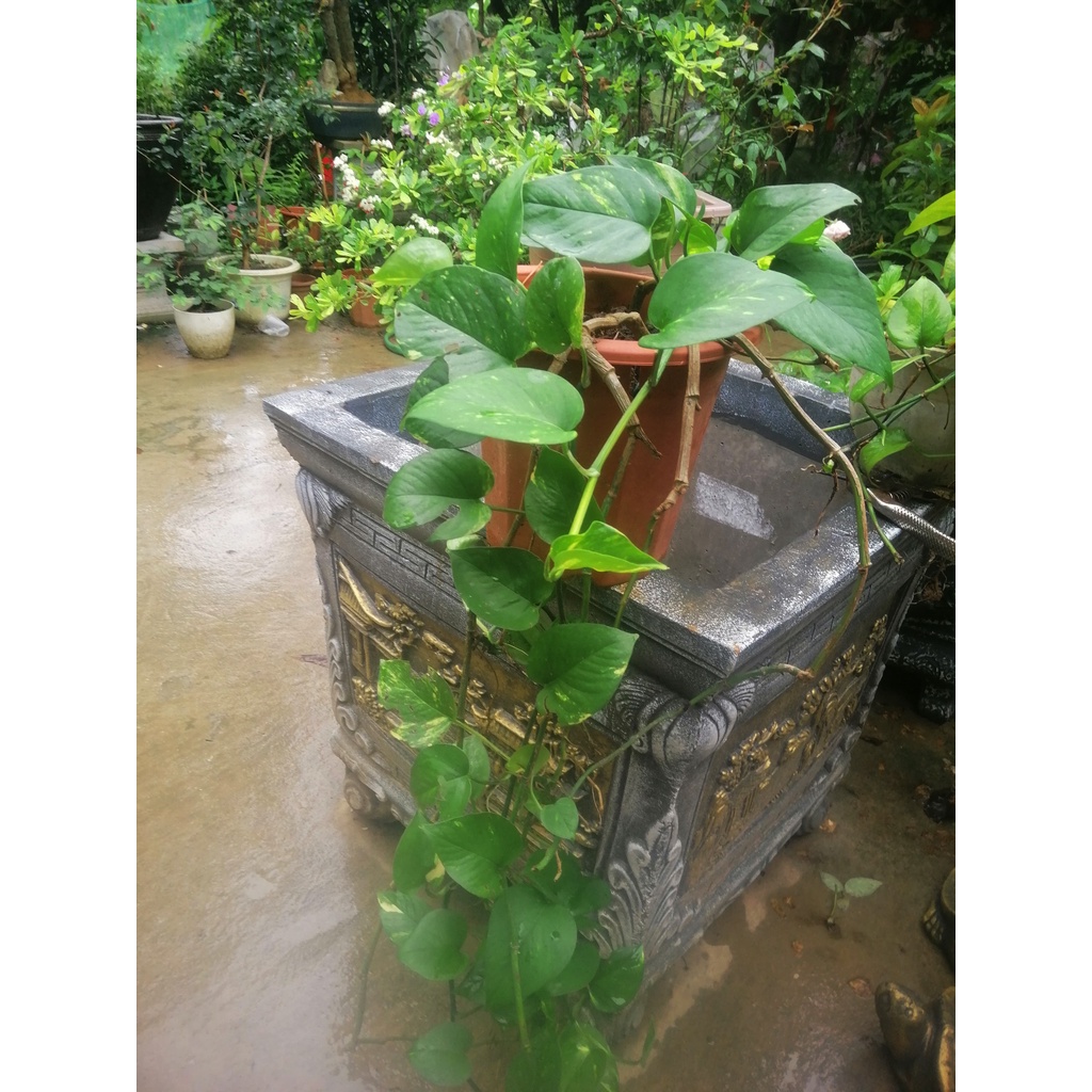 Cây Trầu Bà Leo