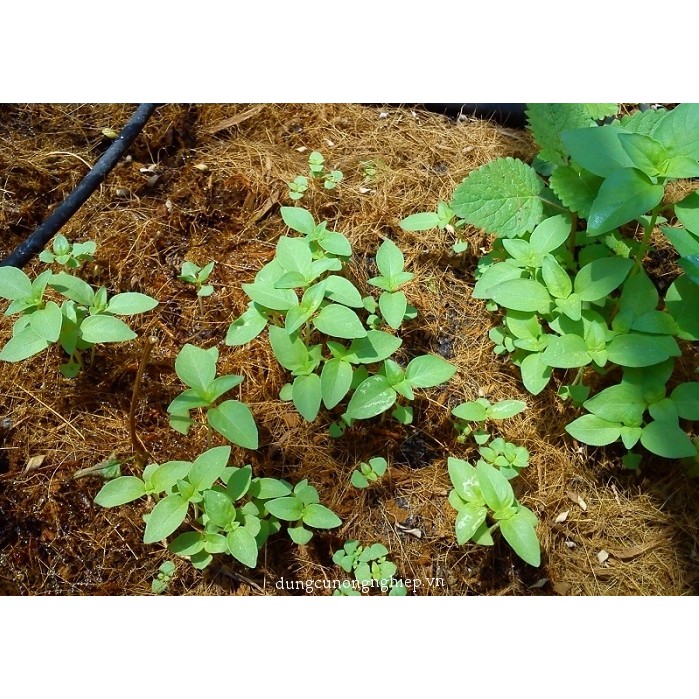 5Gr Hạt Giống Cây Húng Trắng - Rau Thơm- É Trắng