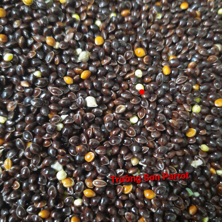 Hạt kê đen bóng lớn  dành cho chim, vẹt, chuột, sóc, yến hót....