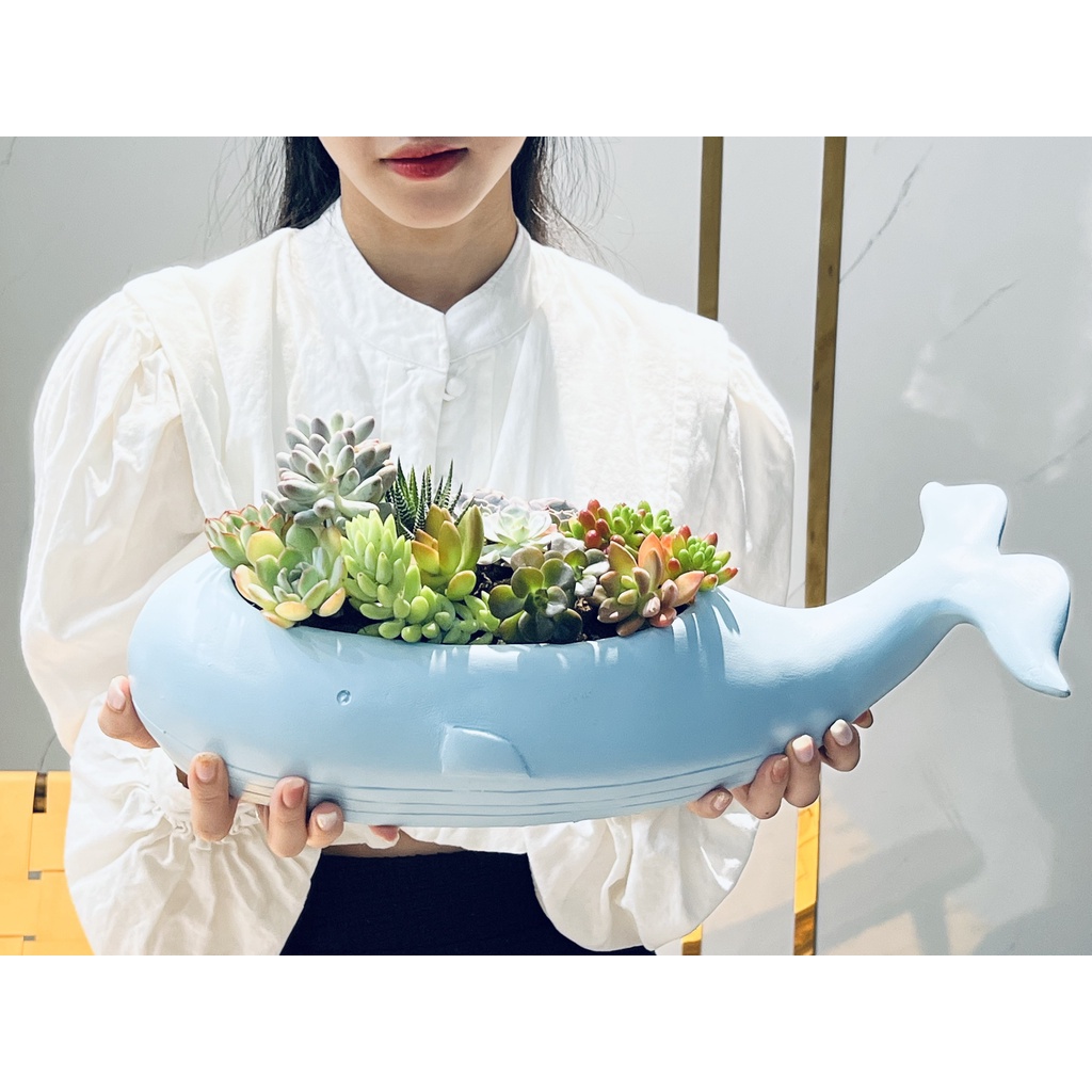 Chậu cá Voi Xanh trồng cây, nuôi cá, trang trí, decor , trồng sen đá - bằng Poly và sợi thuỷ tinh