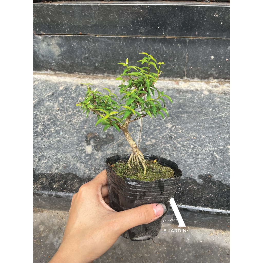 9 loại Bonsai mini, bonsai terrarium, bonsai giống hiếm, bonsai nhỏ hơn 10cm - Setup tiểu cảnh bán cạn terraiurms