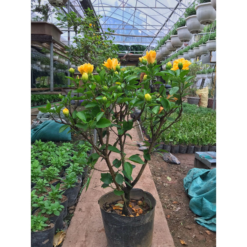 Cây dâm bụt vàng hoa kép chiều cao 35 - 45 cm sức sống mãnh liệt dễ dàng chăm sóc, thích hợp trang trí sân vườn