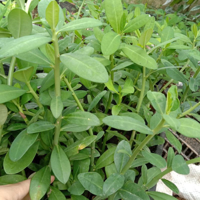 10 Cây thạch anh to khoẻ tặng 2 cây