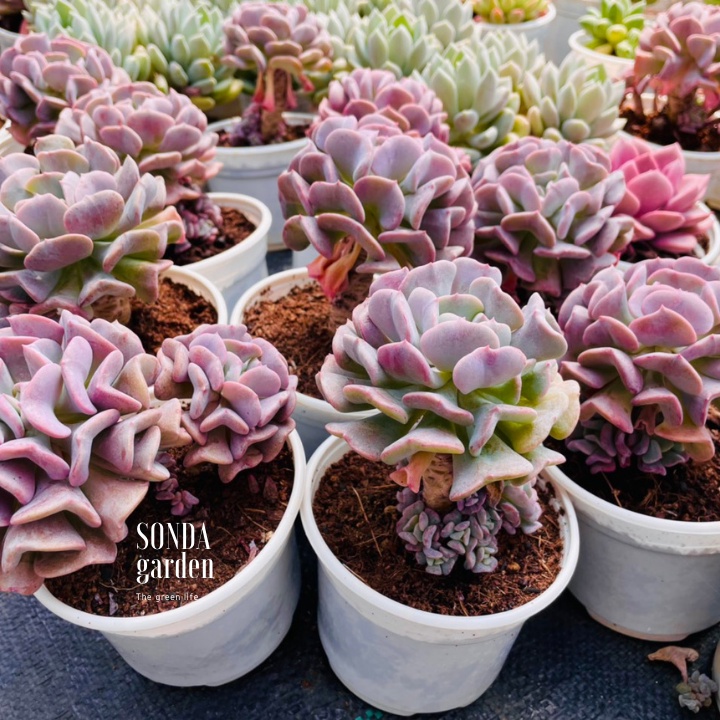 Sen đá cúc tím cổ thụ SONDA GARDEN size trung bình 8-10cm, cây cảnh trang trí nhà cửa, lỗi 1 đổi 1