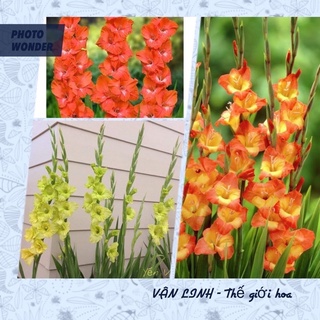 Củ hoa lay ơn chất lượng cao đủ màu